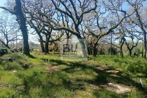 Helårsgrund i Pombal, Leiria, Pombal - € 85.000 | Ref: TER_572 - foto 10