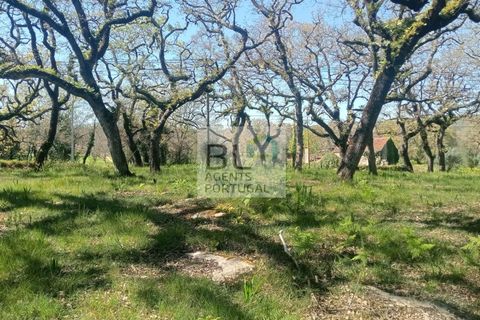 Helårsgrund i Pombal, Leiria, Pombal - € 85.000 | Ref: TER_572 - foto 11