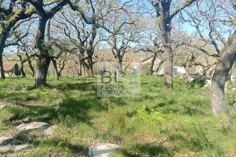 Helårsgrund i Pombal, Leiria, Pombal - € 85.000 | Ref: TER_572 - foto 12