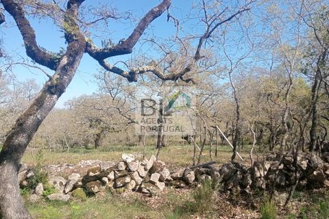 Helårsgrund i Pombal, Leiria, Pombal - € 85.000 | Ref: TER_572 - foto 13