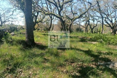 Helårsgrund i Pombal, Leiria, Pombal - € 85.000 | Ref: TER_572 - foto 15