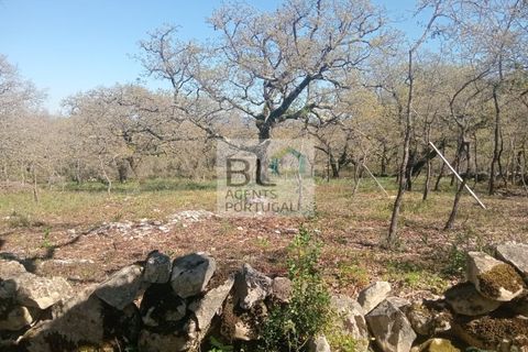 Helårsgrund i Pombal, Leiria, Pombal - € 85.000 | Ref: TER_572 - foto 17