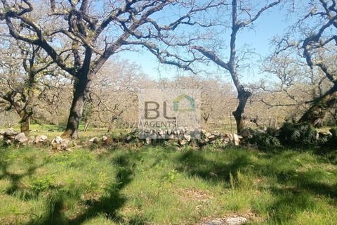 Helårsgrund i Pombal, Leiria, Pombal - € 85.000 | Ref: TER_572 - foto 18
