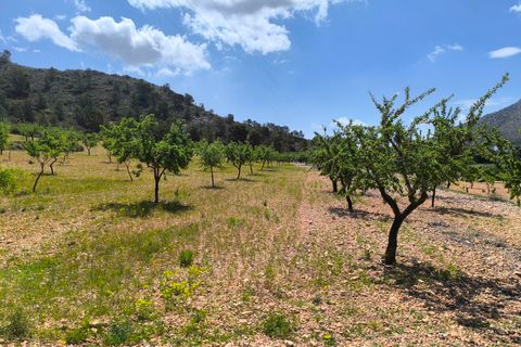 Terra a Orihuela, Alicante, Orihuela - € 36.000 | Ref: 69007 - foto 2