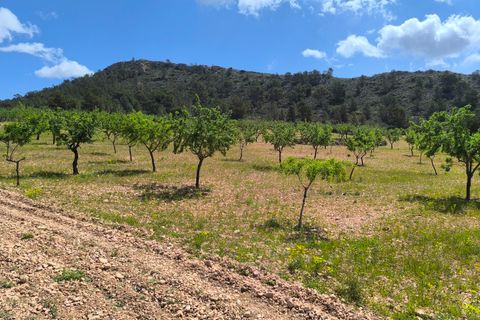 Terra a Orihuela, Alicante, Orihuela - € 36.000 | Ref: 69007 - foto 3