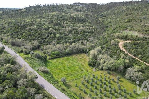 Terra a Penela, Coimbra, Penela - € 10.000 | Ref: 140521 - foto 2