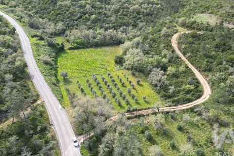 Terra a Penela, Coimbra, Penela - € 10.000 | Ref: 140521 - foto 3