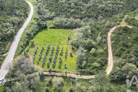 Terra a Penela, Coimbra, Penela - € 10.000 | Ref: 140521 - foto 4