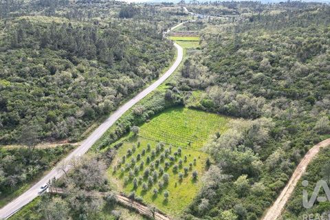 Terra a Penela, Coimbra, Penela - € 10.000 | Ref: 140521 - foto 5