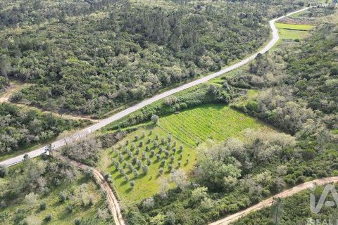 Terra a Penela, Coimbra, Penela - € 10.000 | Ref: 140521 - foto 6