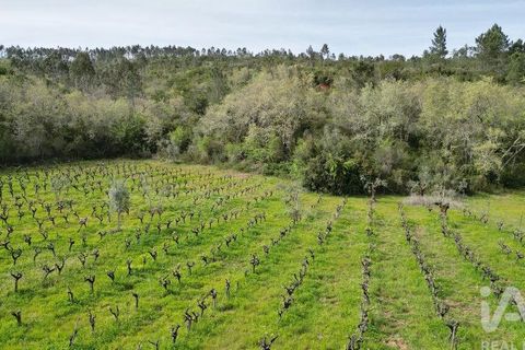 Terra a Penela, Coimbra, Penela - € 10.000 | Ref: 140521 - foto 13