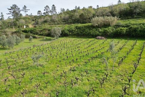 Terra a Penela, Coimbra, Penela - € 10.000 | Ref: 140521 - foto 15