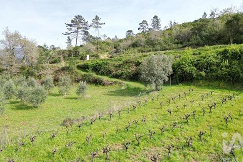 Terra a Penela, Coimbra, Penela - € 10.000 | Ref: 140521 - foto 16