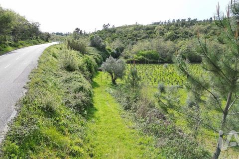 Terra a Penela, Coimbra, Penela - € 10.000 | Ref: 140521 - foto 17