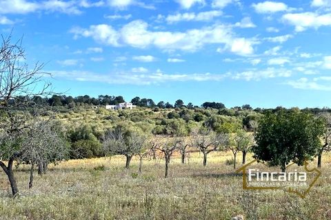 Landejendom i Cala Mandia, Mallorca - foto 3