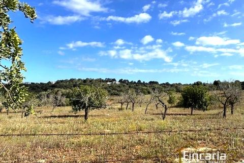 Landejendom i Cala Mandia, Mallorca - foto 4