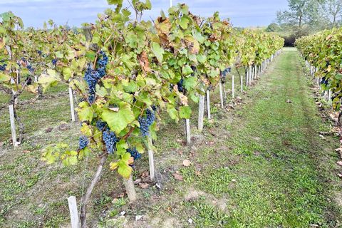 Villa i Sauveterre-de-Guyenne, Gironde, Sauveterre-de-Guyenne - € 459.900 | Ref: BVI79588 - foto 12
