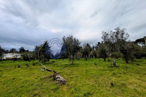 Helårsgrund i Viseu, Viseu, Viseu - € 200.000 | Ref: 199251 - foto 4