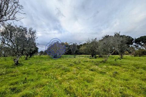 Helårsgrund i Viseu, Viseu, Viseu - € 200.000 | Ref: 199251 - foto 8