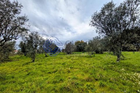Helårsgrund i Viseu, Viseu, Viseu - € 200.000 | Ref: 199251 - foto 10