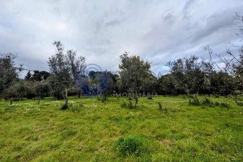 Helårsgrund i Viseu, Viseu, Viseu - € 200.000 | Ref: 199251 - foto 13