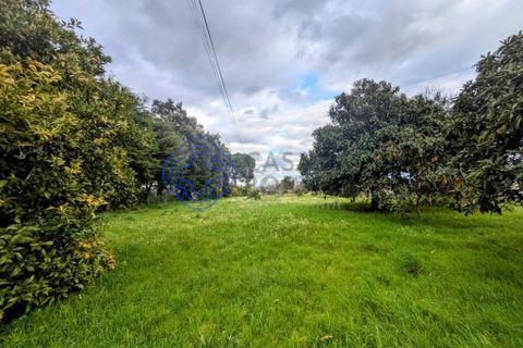 Helårsgrund i Viseu, Viseu, Viseu - € 200.000 | Ref: 199251 - foto 15