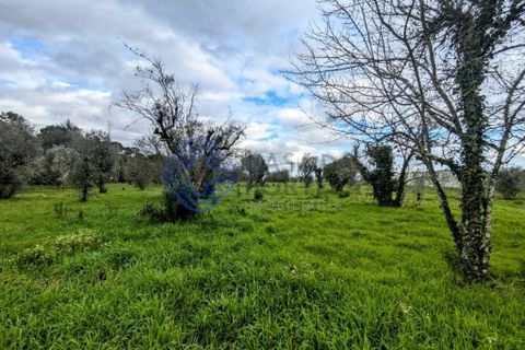 Helårsgrund i Viseu, Viseu, Viseu - € 200.000 | Ref: 199251 - foto 21