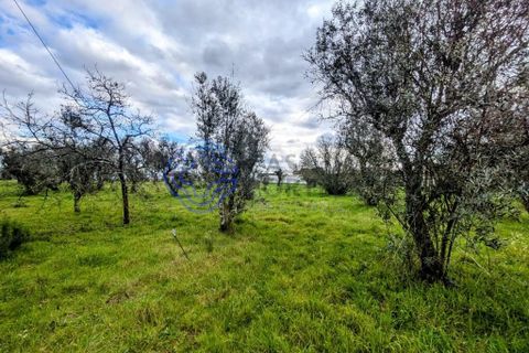 Helårsgrund i Viseu, Viseu, Viseu - € 200.000 | Ref: 199251 - foto 23