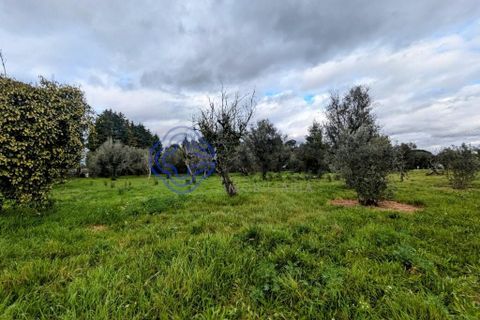 Helårsgrund i Viseu, Viseu, Viseu - € 200.000 | Ref: 199251 - foto 24