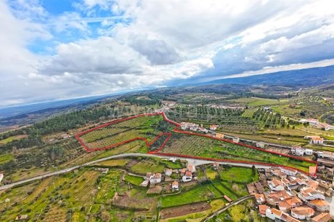 Erhvervsejendom i Meda, Guarda, Meda - € 165.000 | Ref: 046250102 - foto 2