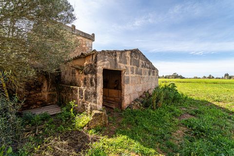 Terreno en Campos, Mallorca, Campos - € 499.900 | Ref: 05MLEV013/3010 - photo 8