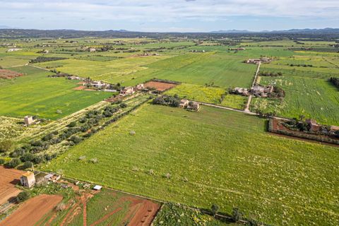 Terreno en Campos, Mallorca, Campos - € 499.900 | Ref: 05MLEV013/3010 - photo 9