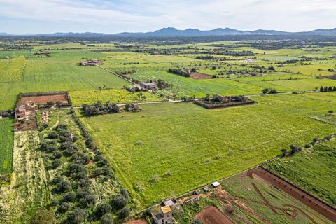 Terreno en Campos, Mallorca, Campos - € 499.900 | Ref: 05MLEV013/3010 - photo 11