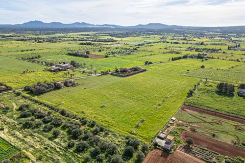 Terreno en Campos, Mallorca, Campos - € 499.900 | Ref: 05MLEV013/3010 - photo 12