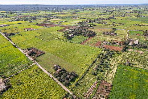 Terreno en Campos, Mallorca, Campos - € 499.900 | Ref: 05MLEV013/3010 - photo 14