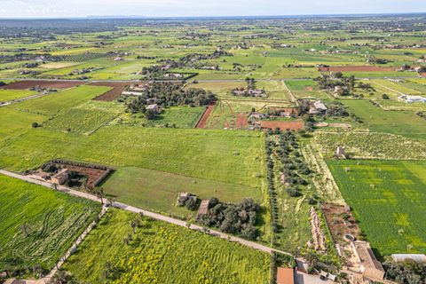 Terreno en Campos, Mallorca, Campos - € 499.900 | Ref: 05MLEV013/3010 - photo 15