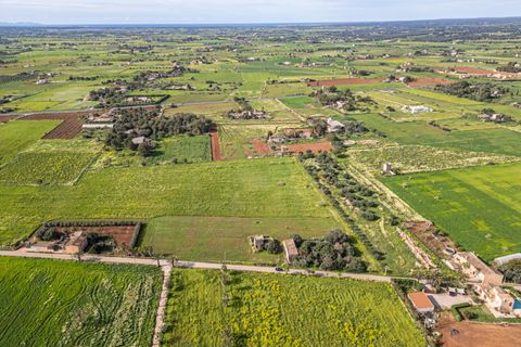 Terreno en Campos, Mallorca, Campos - € 499.900 | Ref: 05MLEV013/3010 - photo 16