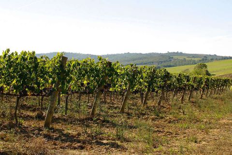Farm hus i Scansano, Grosseto, Scansano - € 630.000 | Ref: ID1-481842 - foto 21