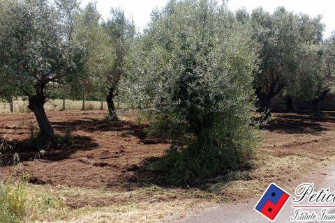 Helårsgrund i Fondi, Latina, Fondi - € 18.000 | Ref: TR73 - foto 2