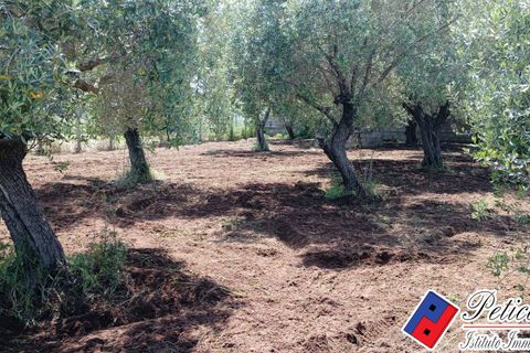 Helårsgrund i Fondi, Latina, Fondi - € 18.000 | Ref: TR73 - foto 8