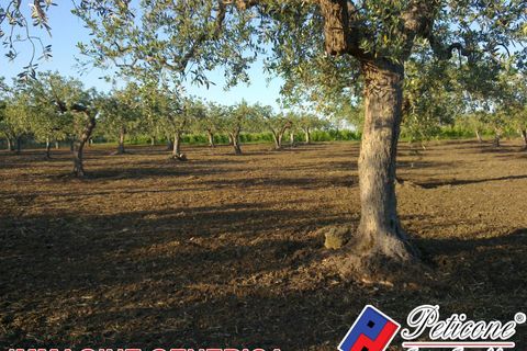Helårsgrund i Lenola, Latina, Lenola - € 10.000 | Ref: TR80 - foto 2