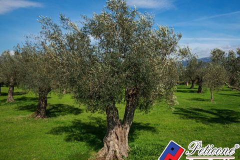 Helårsgrund i Lenola, Latina, Lenola - € 10.000 | Ref: TR80 - foto 3