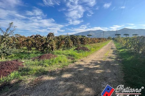 Helårsgrund i Cellole, Caserta, Cellole - € 650.000 | Ref: TR93 - foto 2