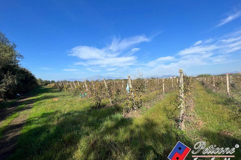 Helårsgrund i Cellole, Caserta, Cellole - € 650.000 | Ref: TR93 - foto 3