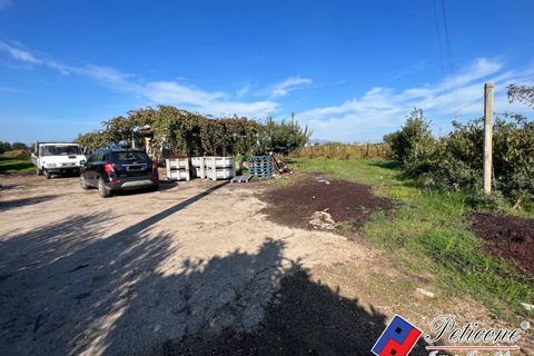 Helårsgrund i Cellole, Caserta, Cellole - € 650.000 | Ref: TR93 - foto 4