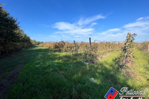 Helårsgrund i Cellole, Caserta, Cellole - € 650.000 | Ref: TR93 - foto 5