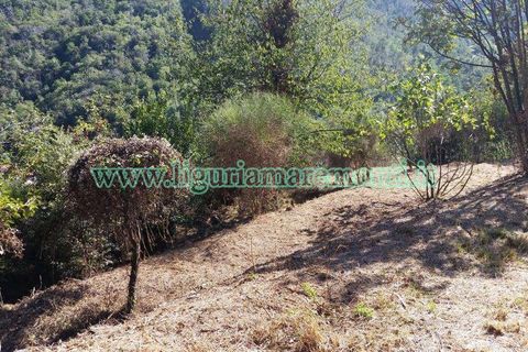 Helårsgrund i Savona, Savona, Savona - € 20.000 | Ref: 1156 - foto 4
