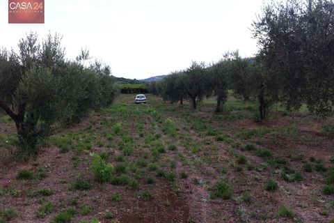 Helårsgrund i Cori, Latina, Cori - € 20.000 | Ref: 2764 - foto 2