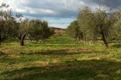 Helårsgrund i Cori, Latina, Cori - € 20.000 | Ref: 2764 - foto 3