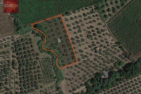 Helårsgrund i Cori, Latina, Cori - € 20.000 | Ref: 2764 - foto 6